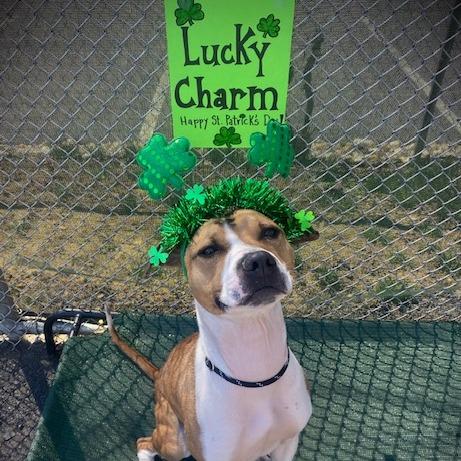 Enlarge Missy, a Adoptable Pit Bull Terrier in Perkiomenville, PA image 5/6