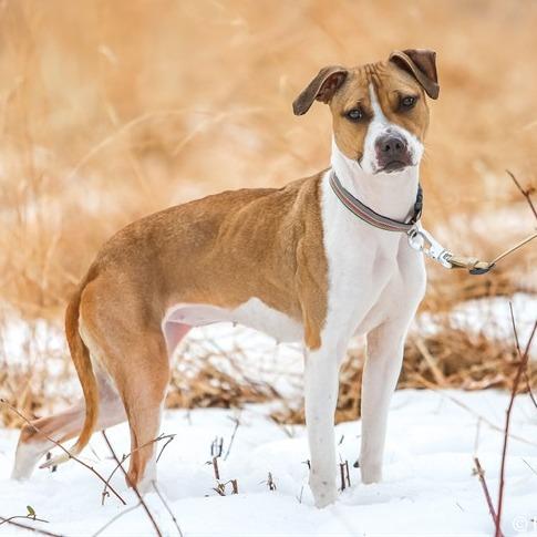 Enlarge Missy, a Adoptable Pit Bull Terrier in Perkiomenville, PA image 6/6
