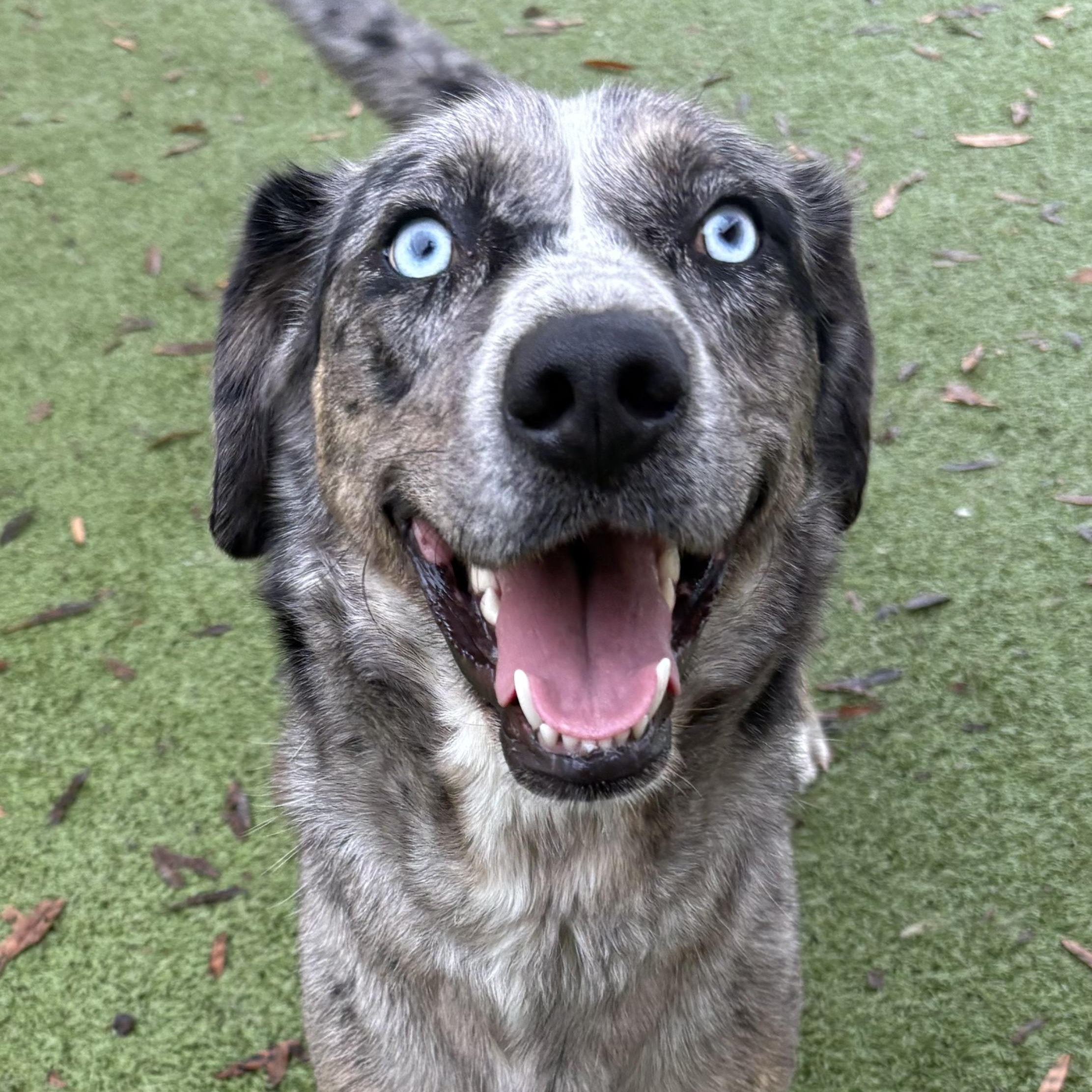 Delilah, adoptable, Young Female Catahoula Leopard Dog.