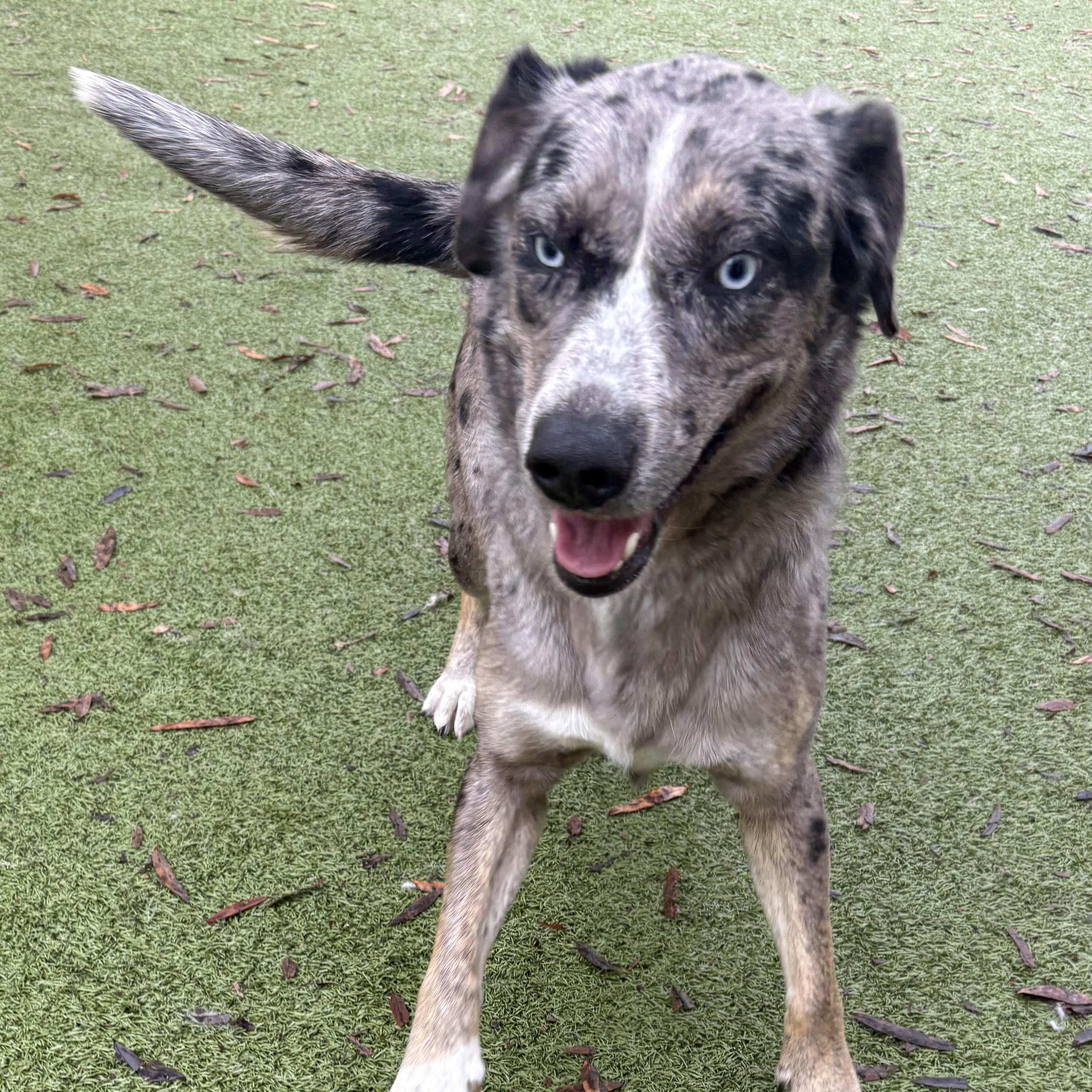 Delilah, an adoptable mixed breed in Charlotte, NC image 2/3