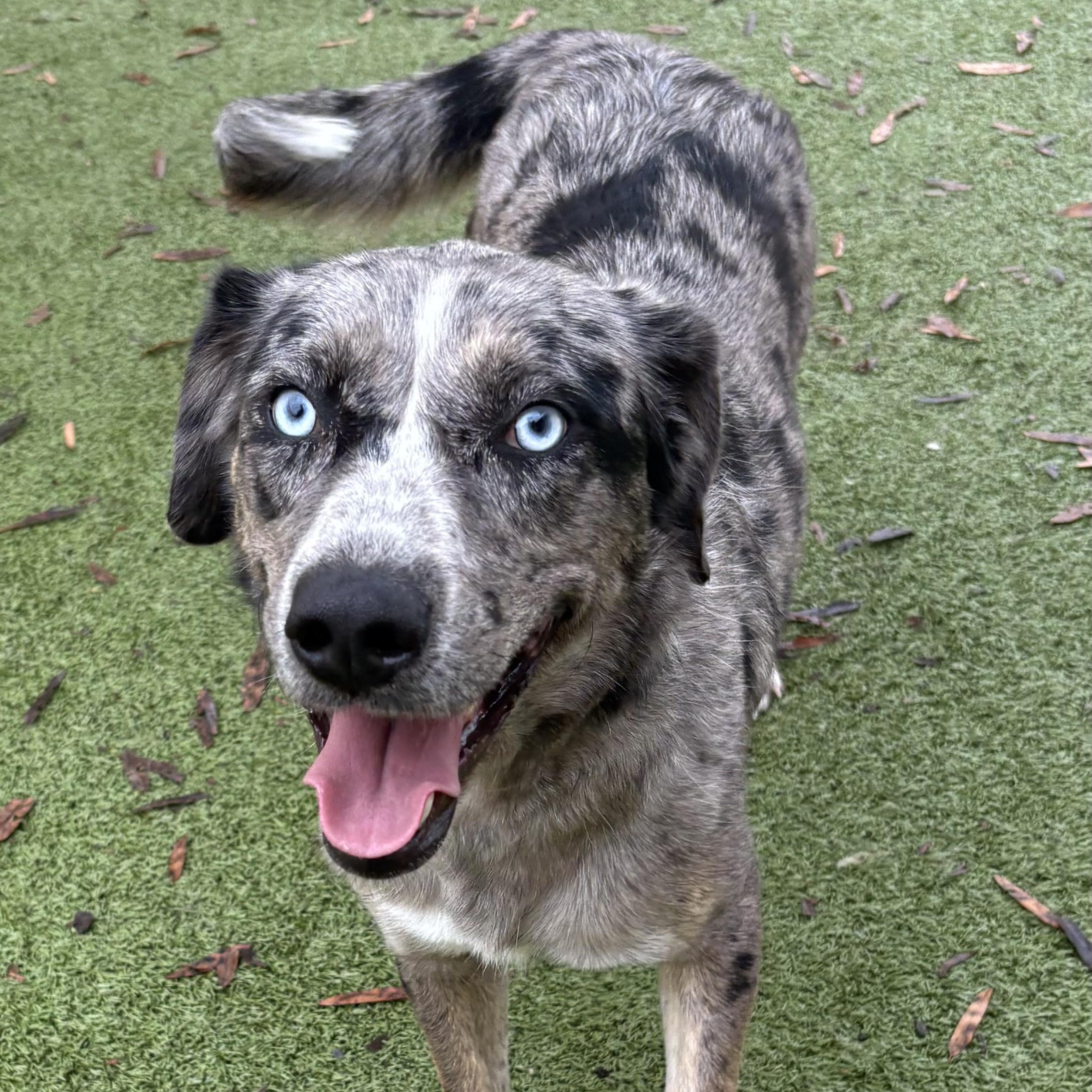 Delilah, an adoptable mixed breed in Charlotte, NC image 3/3