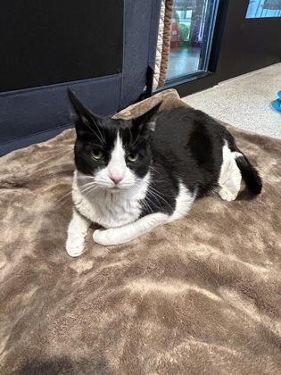 Enlarge Noodle, an adopted Domestic Short Hair in Hamilton, MT image 1/5