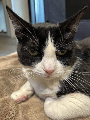 Enlarge Noodle, an adopted Domestic Short Hair in Hamilton, MT image 2/5