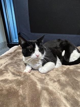 Enlarge Noodle, an adopted Domestic Short Hair in Hamilton, MT image 5/5