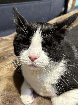 Enlarge Noodle, an adopted Domestic Short Hair in Hamilton, MT image 4/5