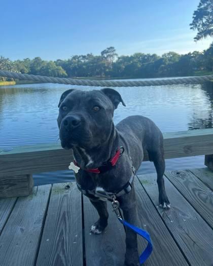 Wade, Adoptable, Adult Male Pit Bull Terrier & Mixed Breed.