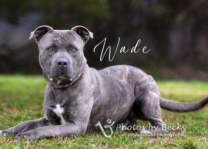 Wade, Adoptable, Adult Male Pit Bull Terrier & Mixed Breed.
