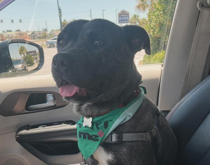 Enlarge Wade, a Adoptable mixed breed in Savannah, GA image 3/3