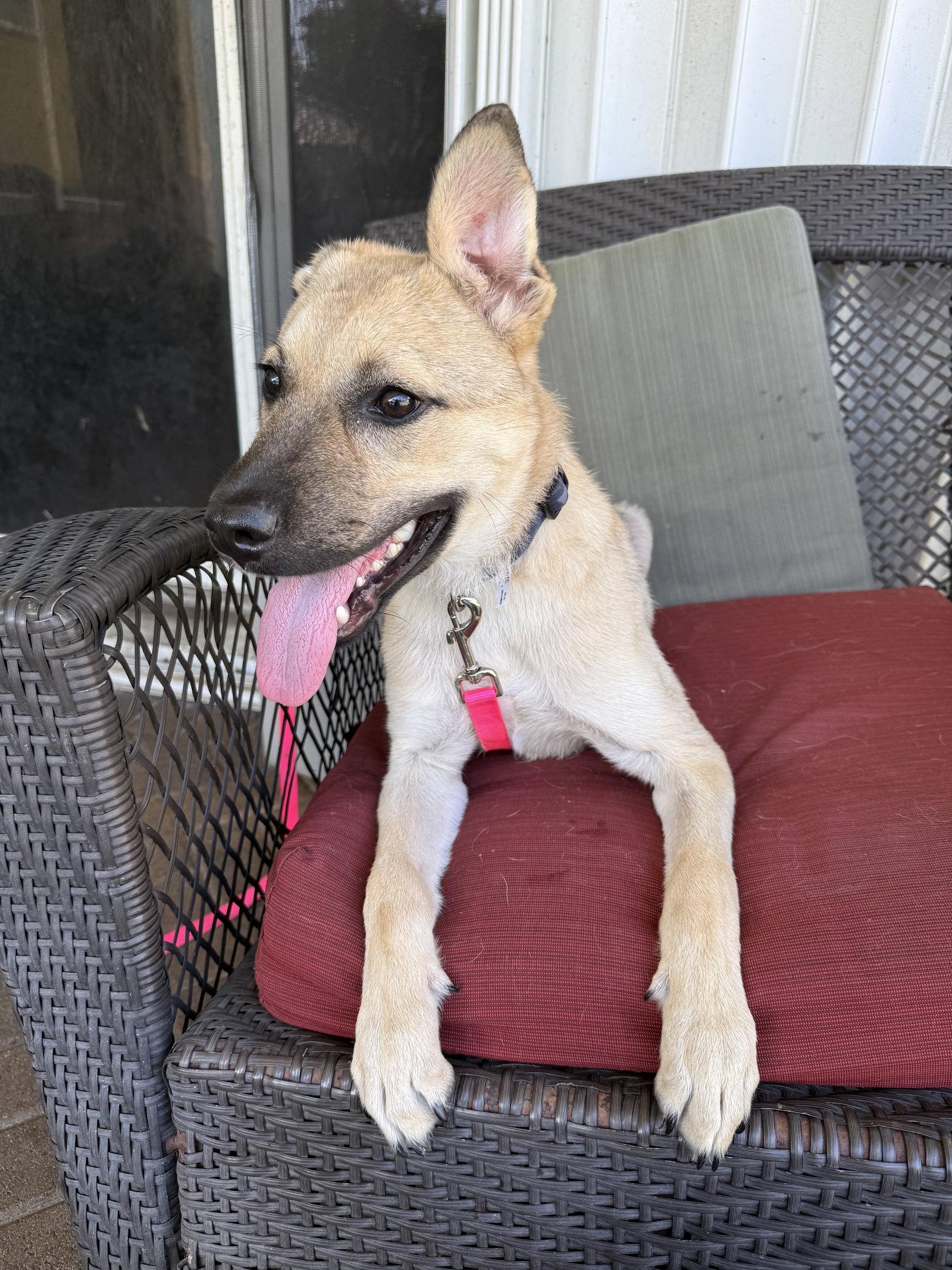 Raina *, Adoptable, Puppy Female Shepherd.