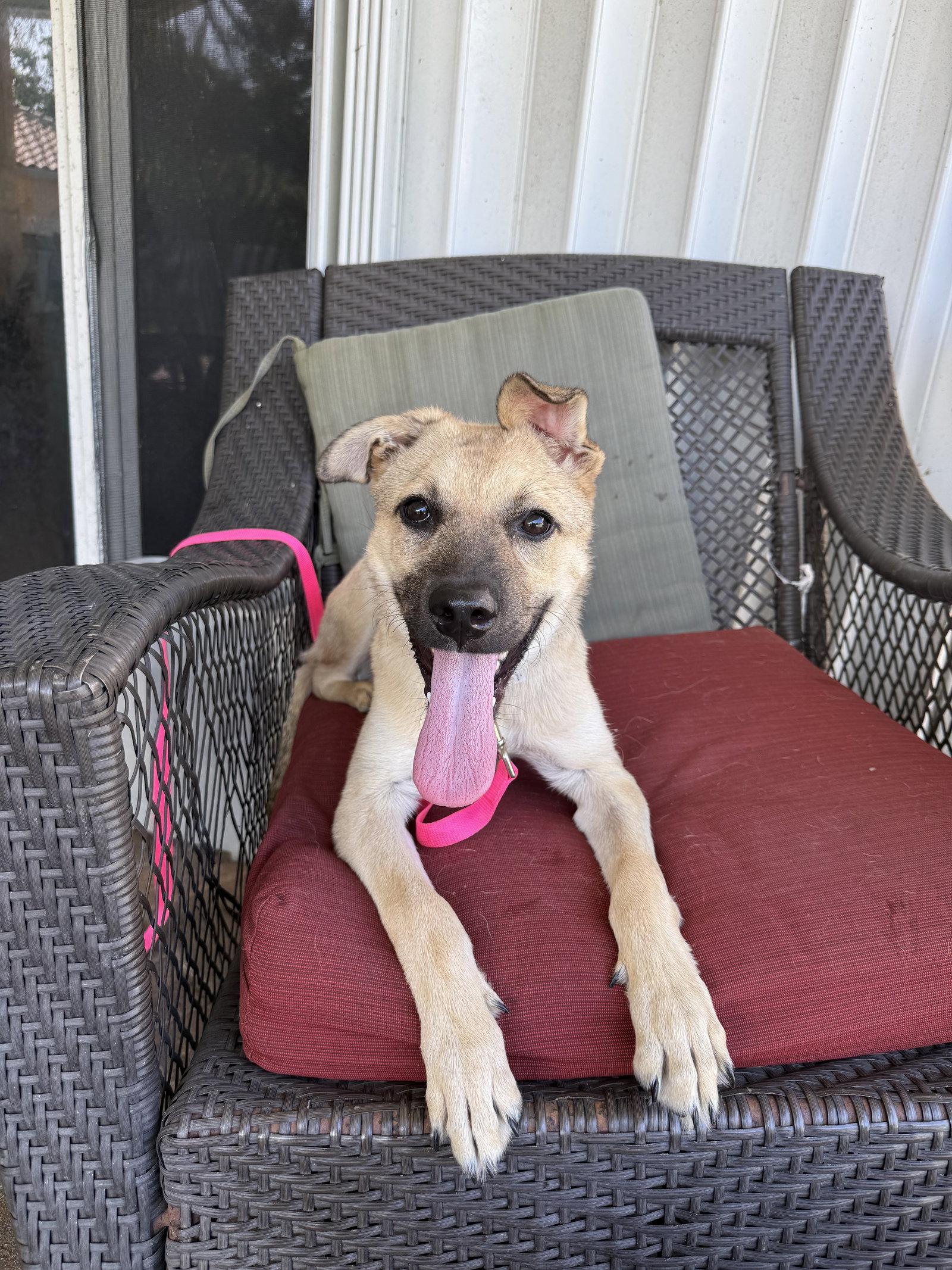 Enlarge Raina *, a Adoptable Shepherd in Royal Palm Beach, FL image 2/3