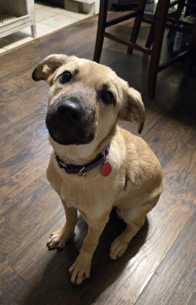 Enlarge Raina *, a Adoptable Shepherd in Royal Palm Beach, FL image 3/3