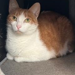 Enlarge Pumpkin, a ADOPTABLE Domestic Short Hair in Jackson, CA image 1/1