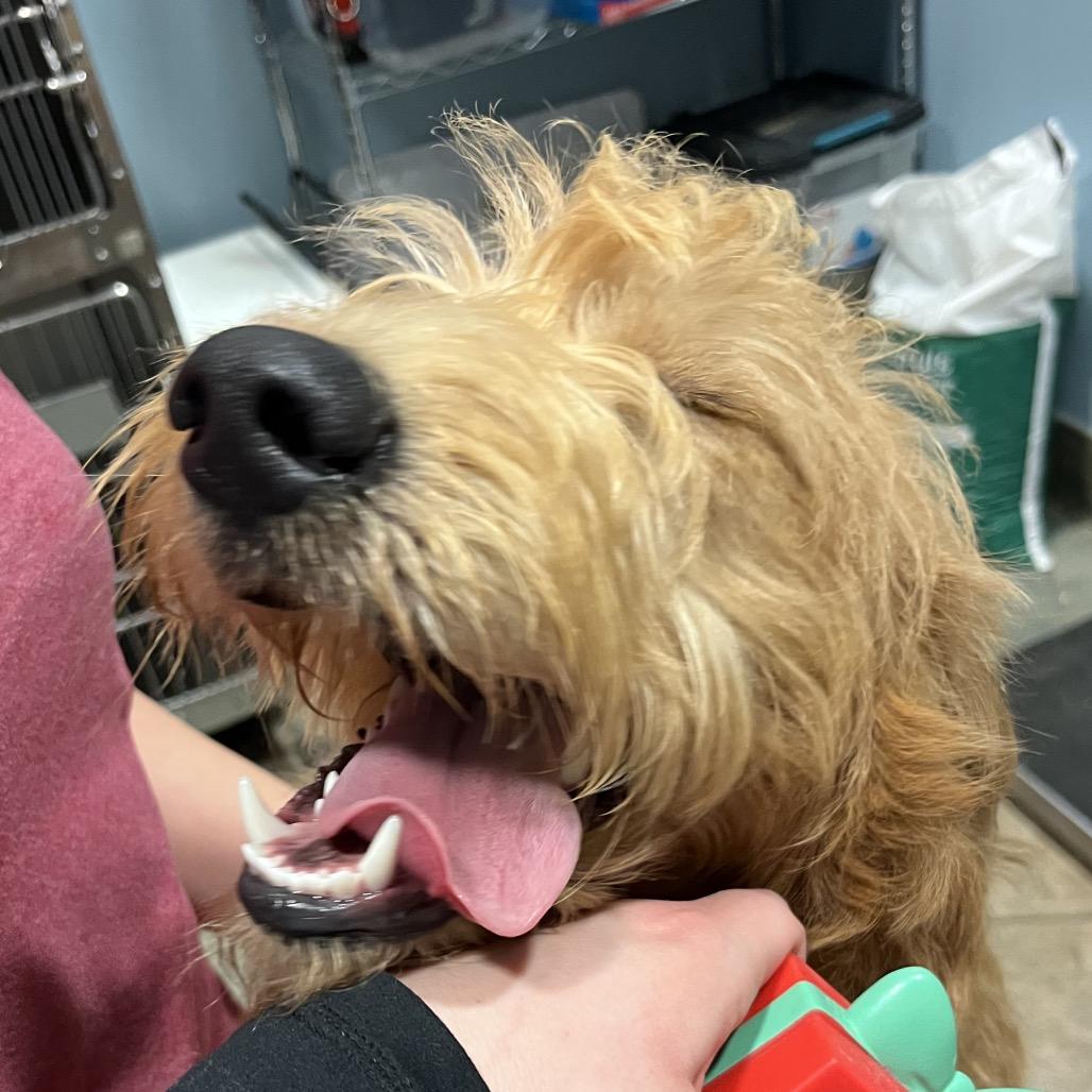 Bowie — thumbnail 2