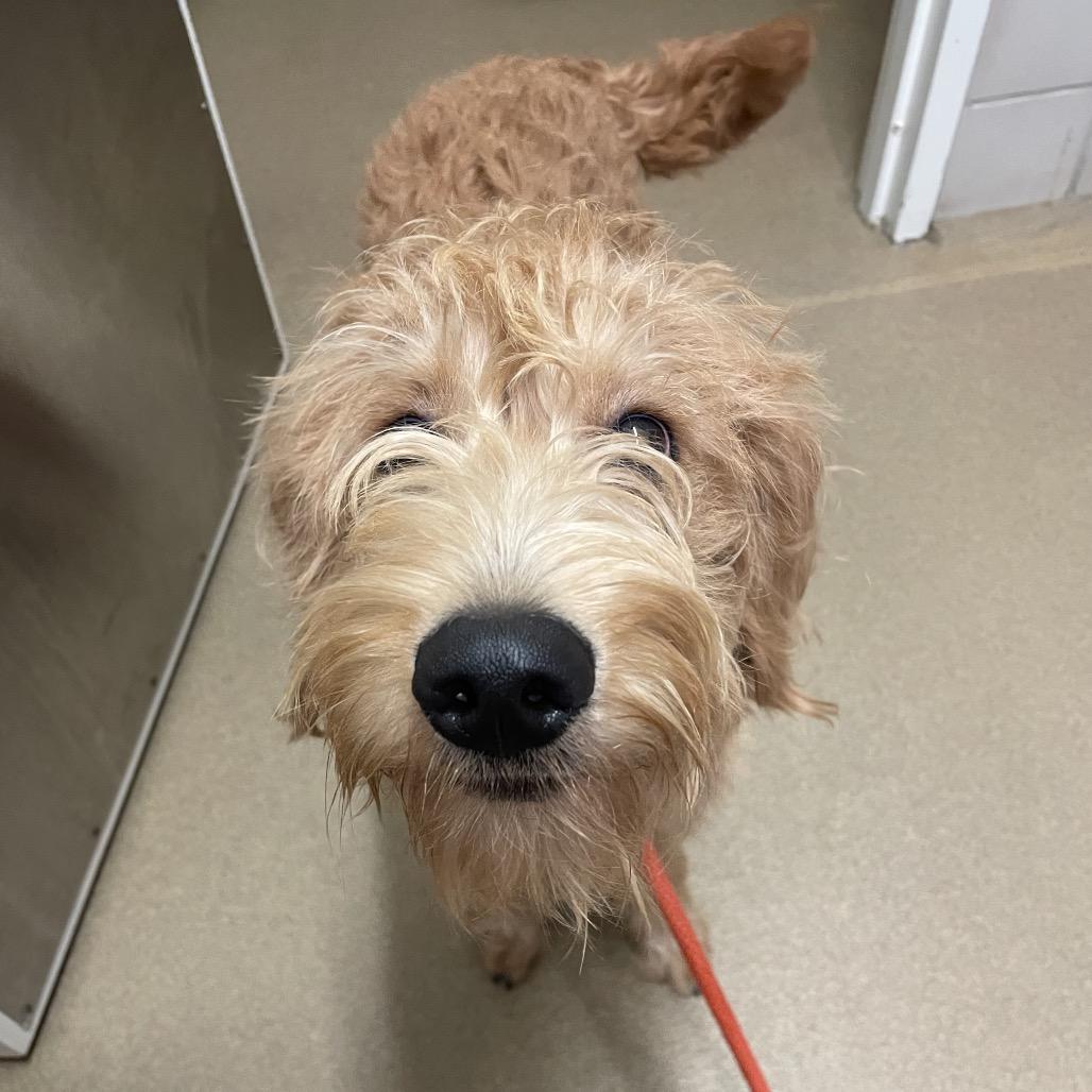 Bowie — thumbnail 3