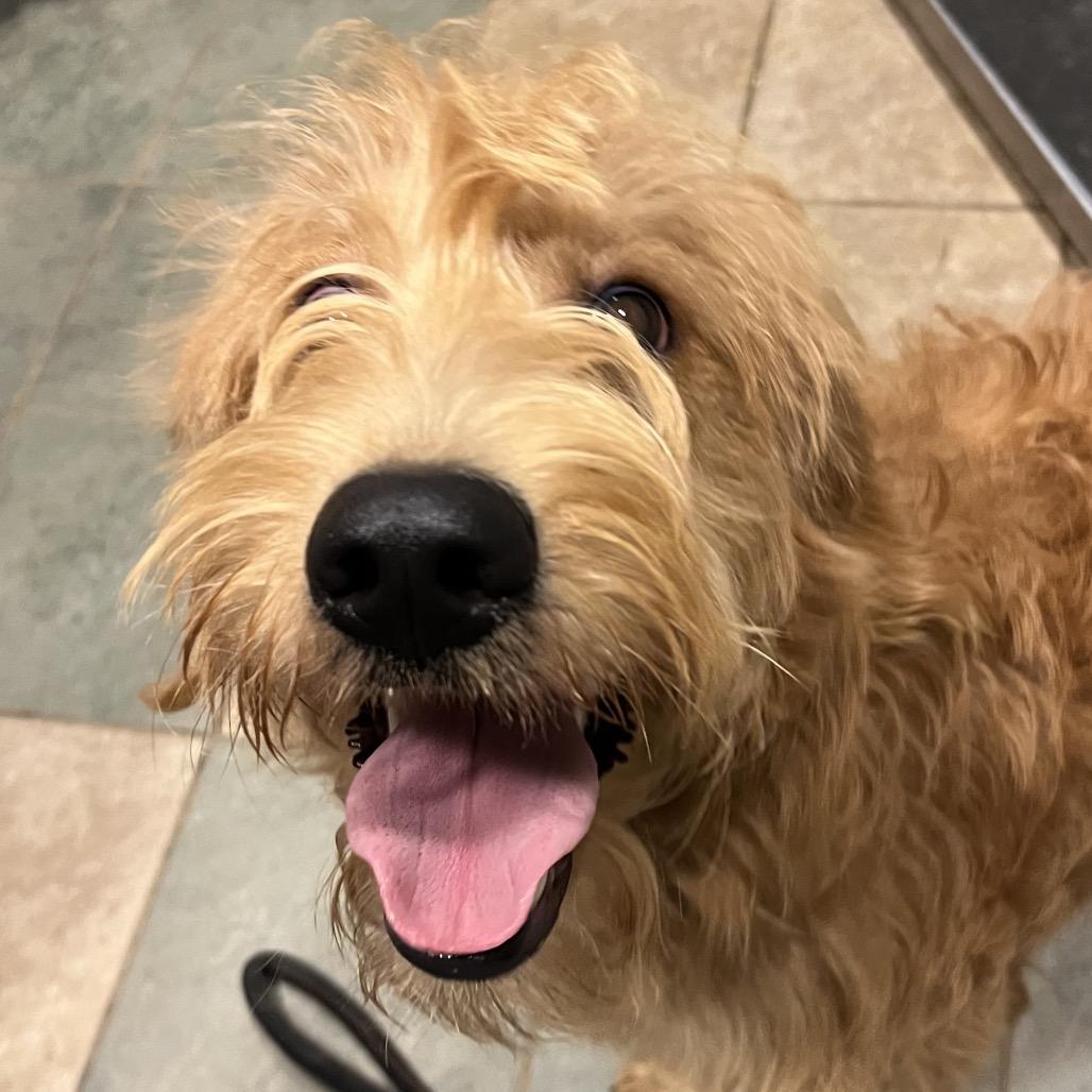 Bowie — thumbnail 4