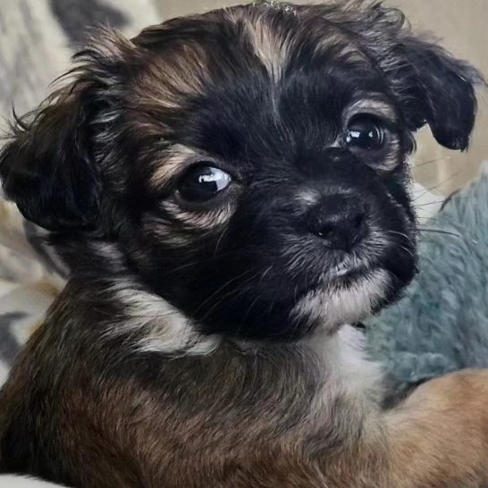 Celeste, an adopted Terrier Mix in Greenfield, CA_image-1