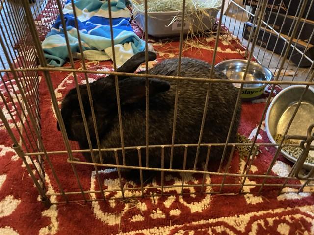 Enlarge HECATE, a Adoptable American in Tacoma, WA image 1/1