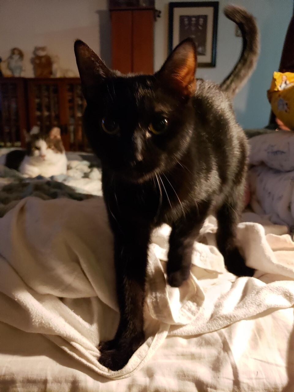 Bithiah - STILL AVAILABLE, Adult Female unknown