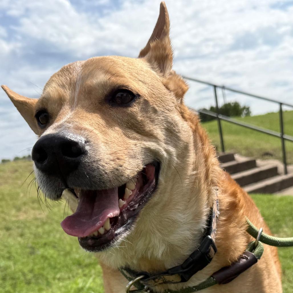 Clifford, Adoptable, Adult Male Shepherd & Mixed Breed.