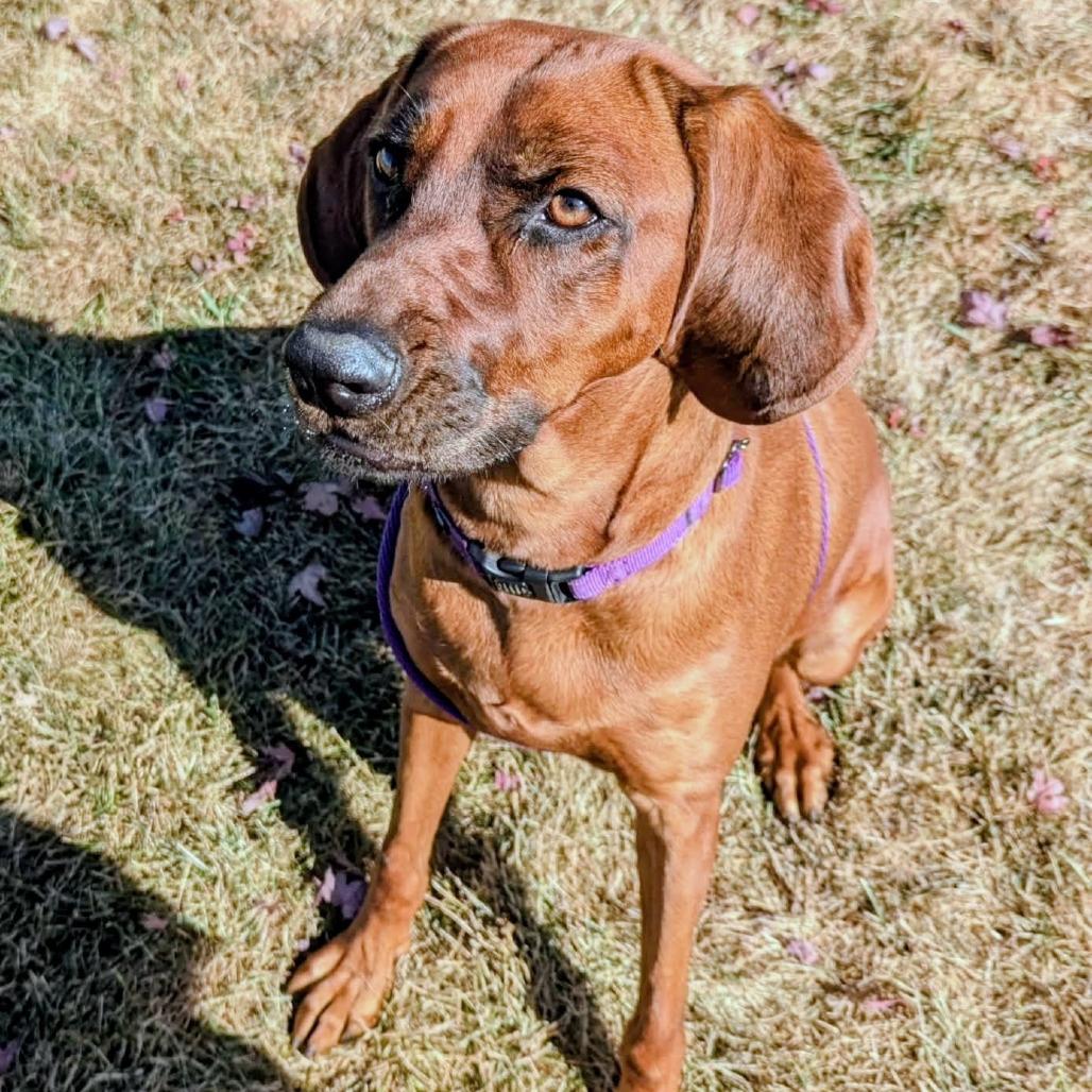 Juniper, Adoptable, Adult Female Redbone Coonhound.