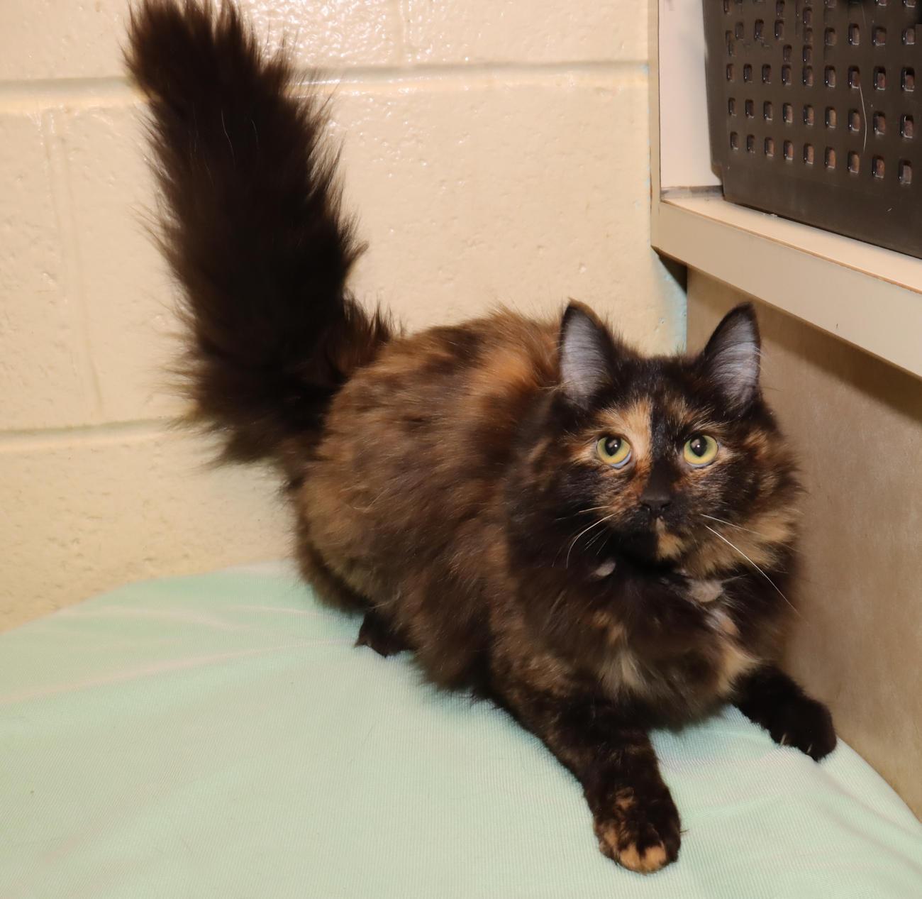 Enlarge Zelda, an adopted Tortoiseshell in Euclid, OH image 3/6