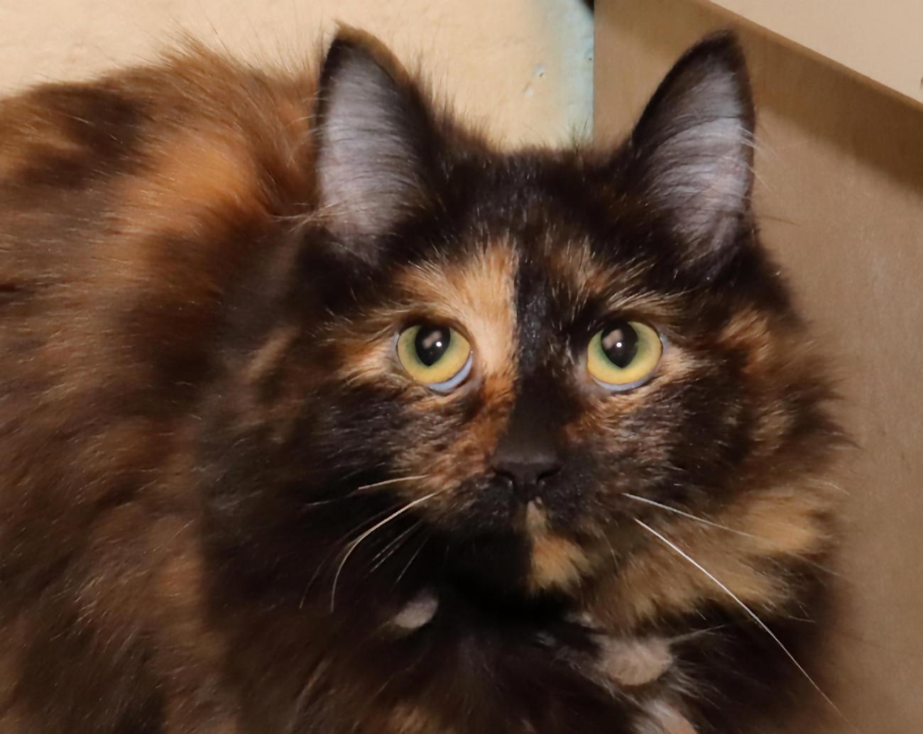Zelda, adopted, Young Female Tortoiseshell.