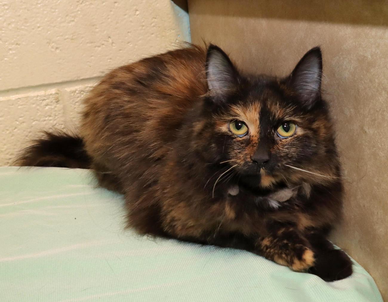 Enlarge Zelda, an adopted Tortoiseshell in Euclid, OH image 6/6