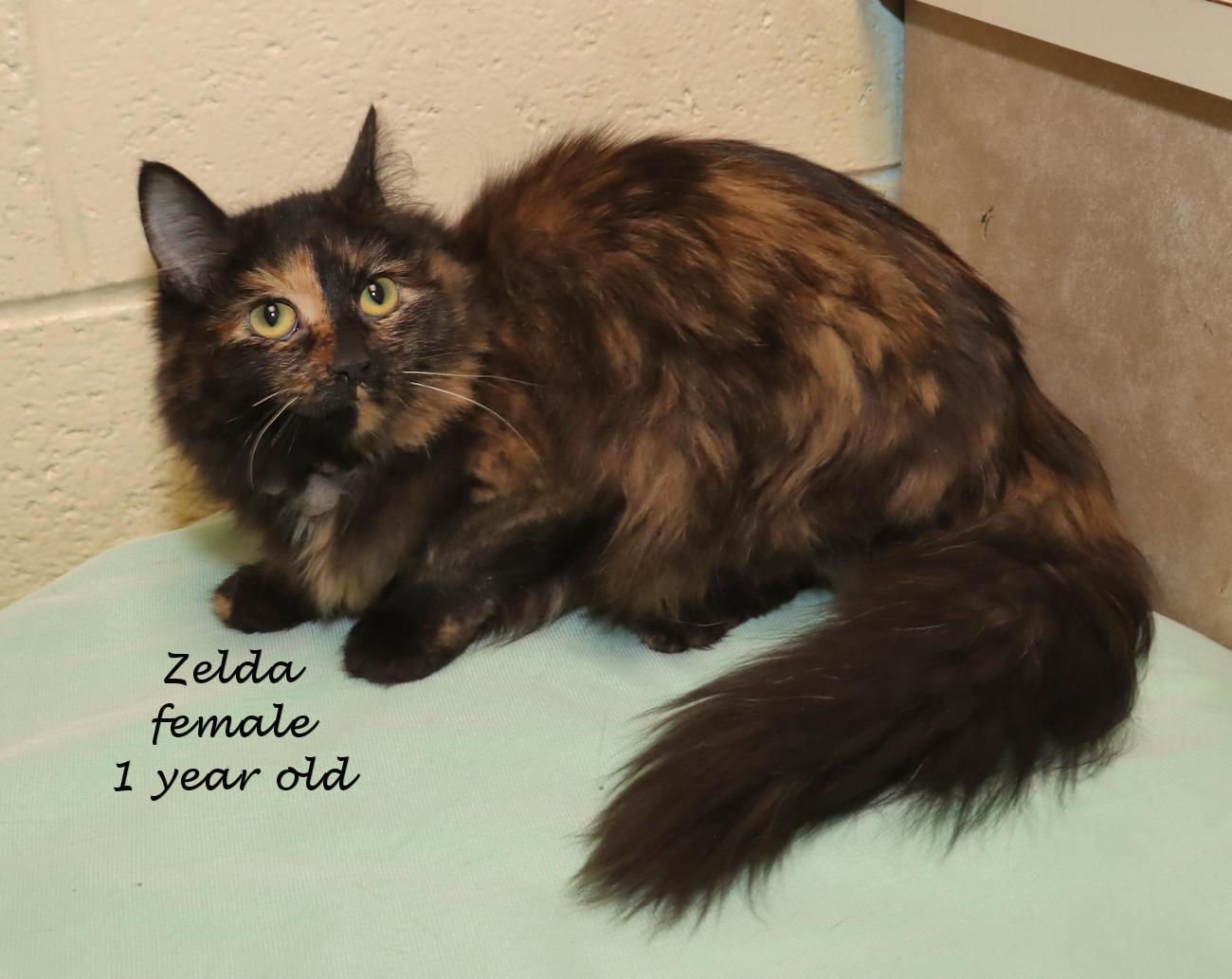 Enlarge Zelda, an adopted Tortoiseshell in Euclid, OH image 2/6