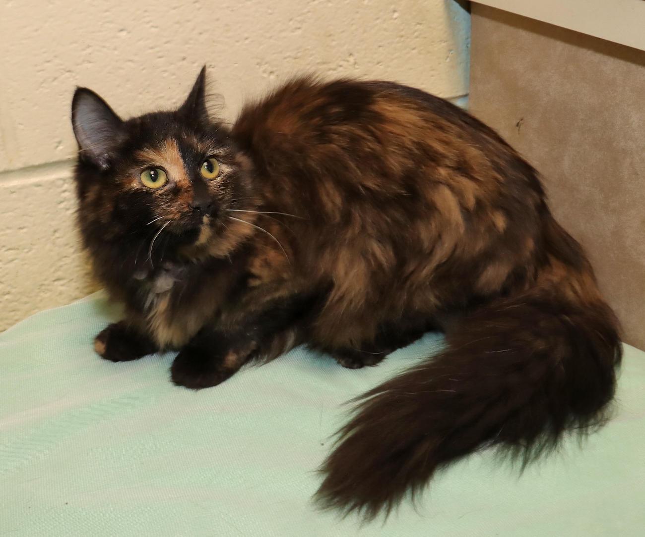 Enlarge Zelda, an adopted Tortoiseshell in Euclid, OH image 5/6