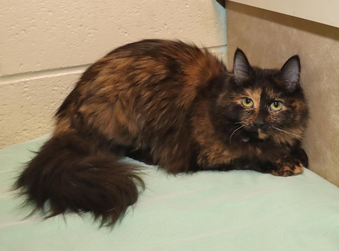 Enlarge Zelda, an adopted Tortoiseshell in Euclid, OH image 4/6