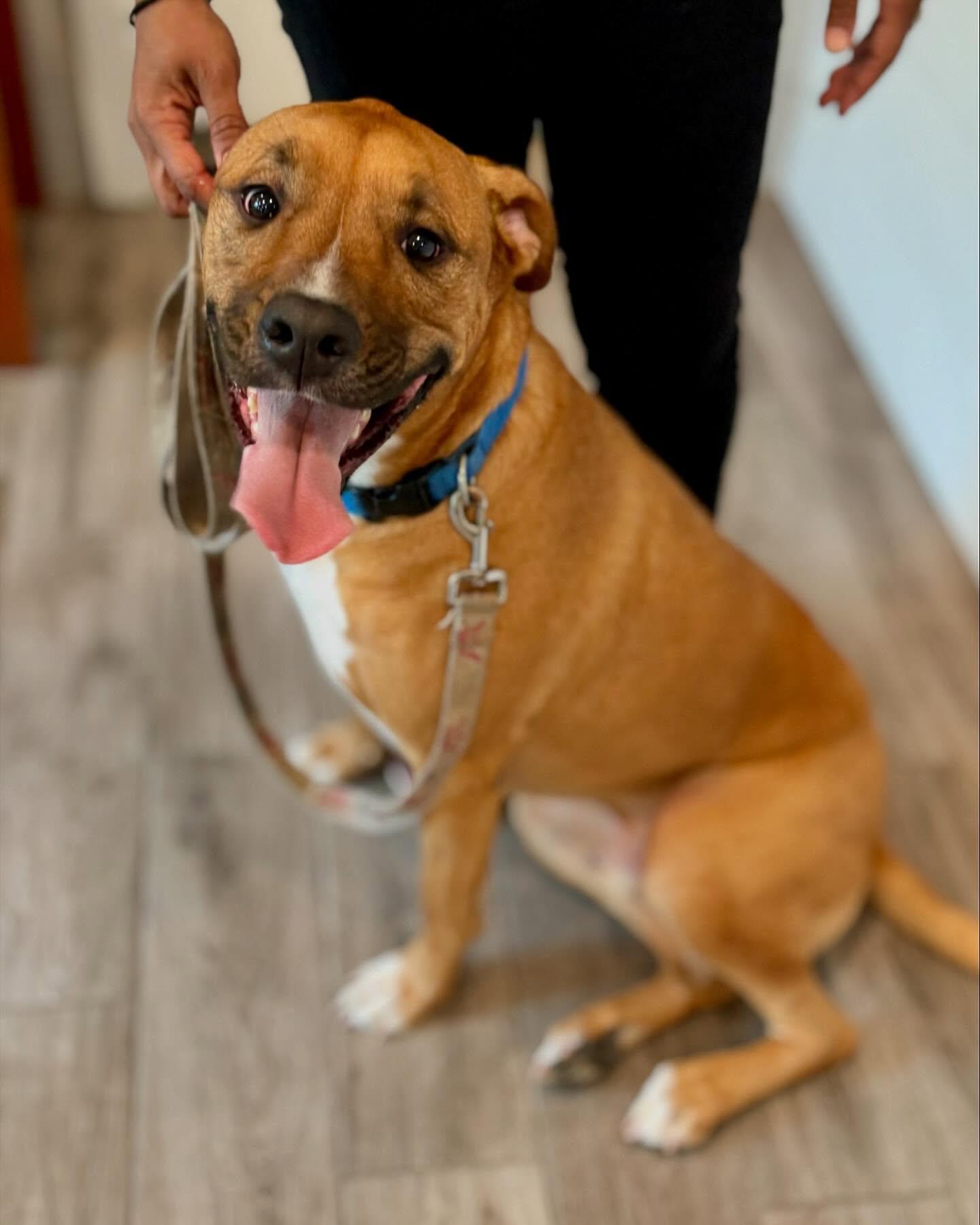 Bruce, a Adoptable mixed breed in Rock Hill, NY image 3/5