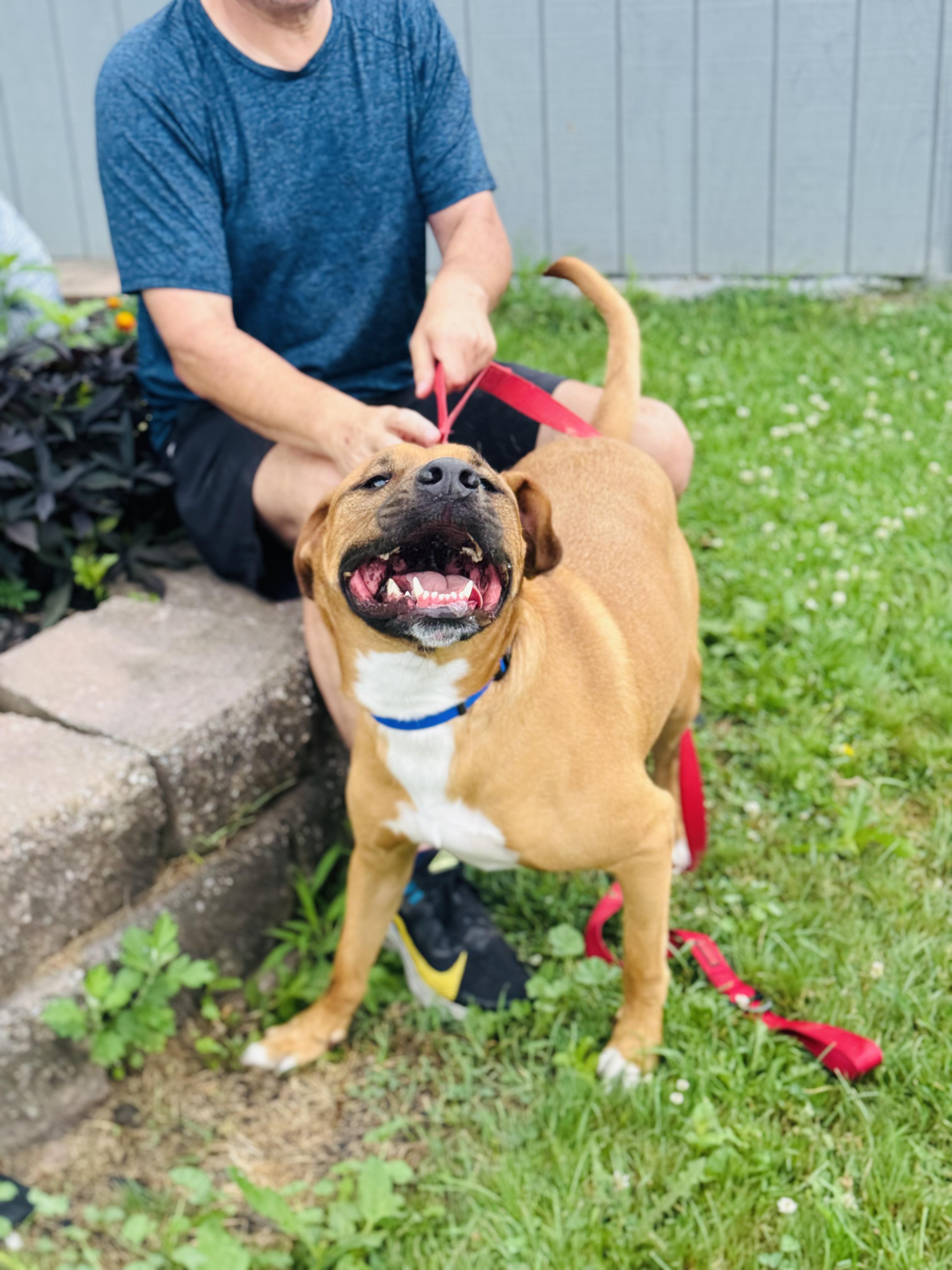 Bruce, a Adoptable mixed breed in Rock Hill, NY image 1/5