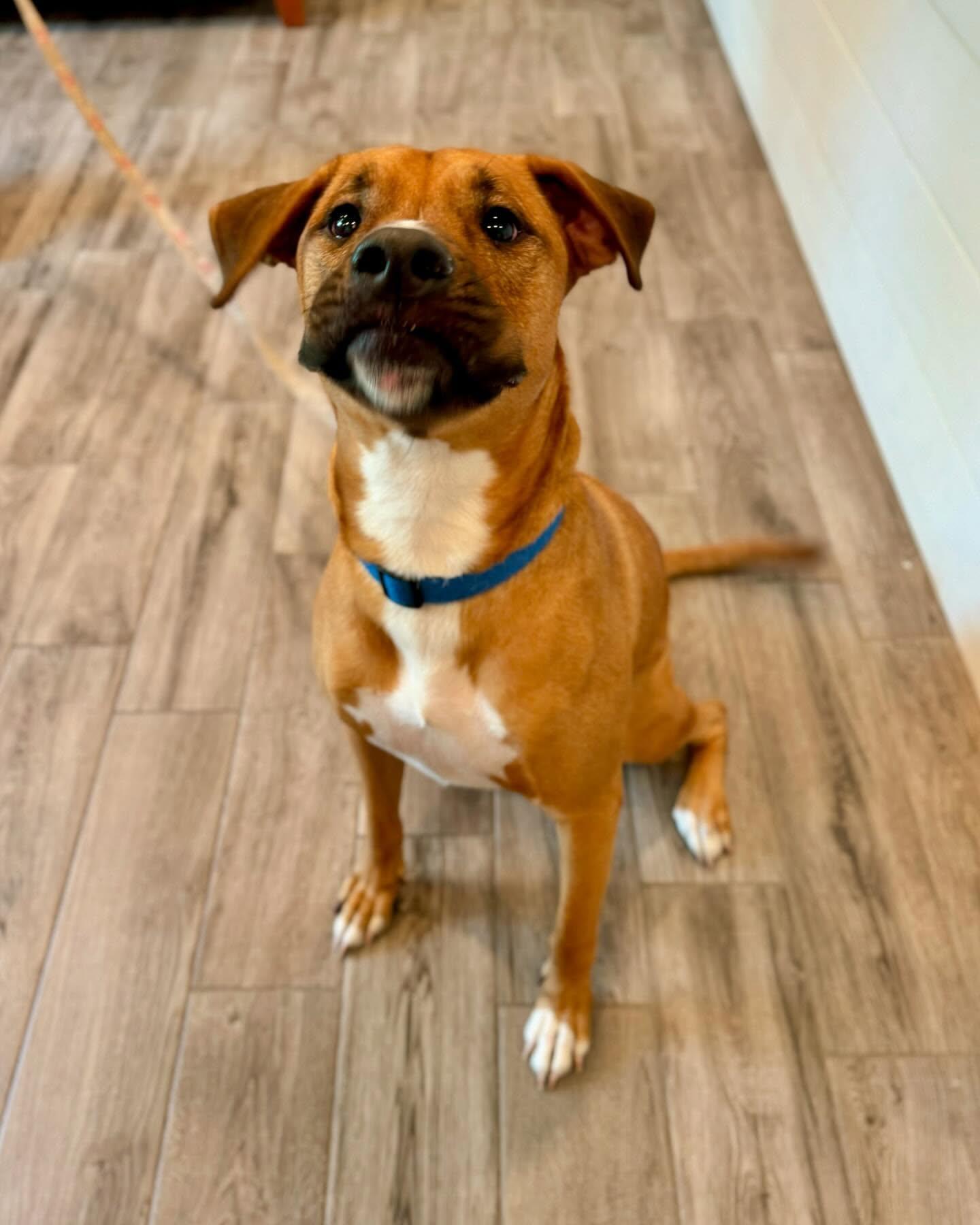 Bruce, a Adoptable mixed breed in Rock Hill, NY image 4/5