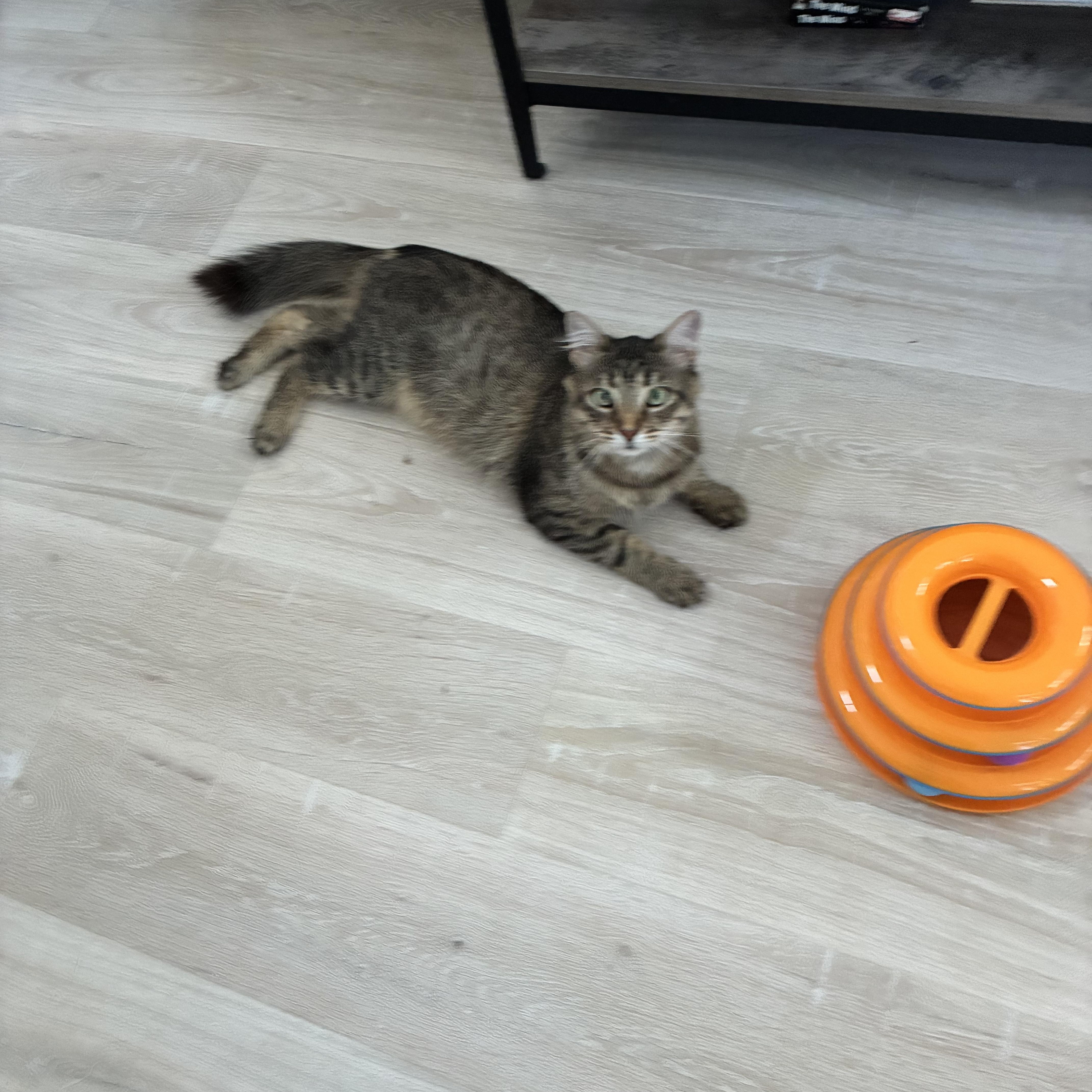 Frank, ADOPTABLE, Adult Male Tabby.