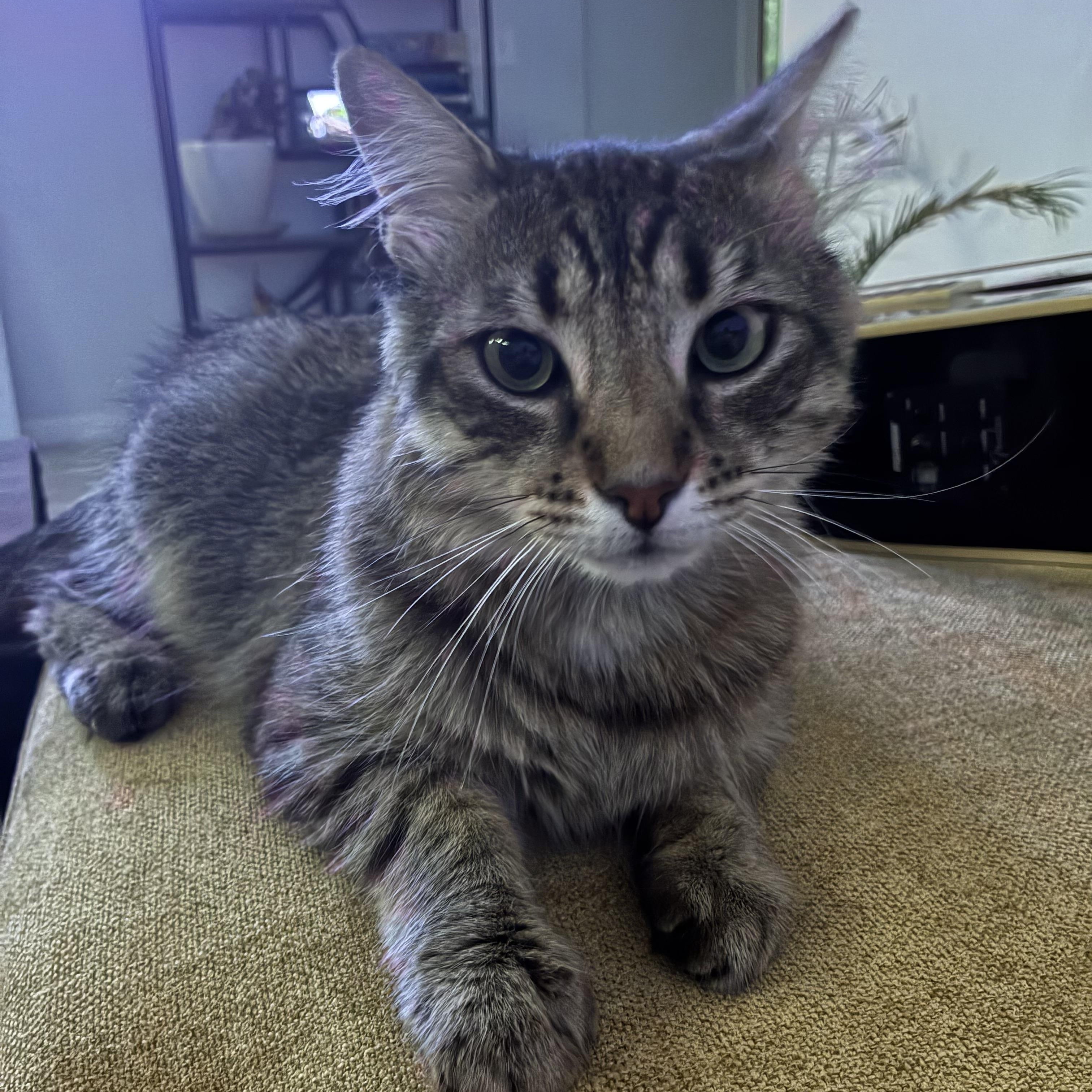 Enlarge Frank, a ADOPTABLE Tabby in Independence, OH image 4/4