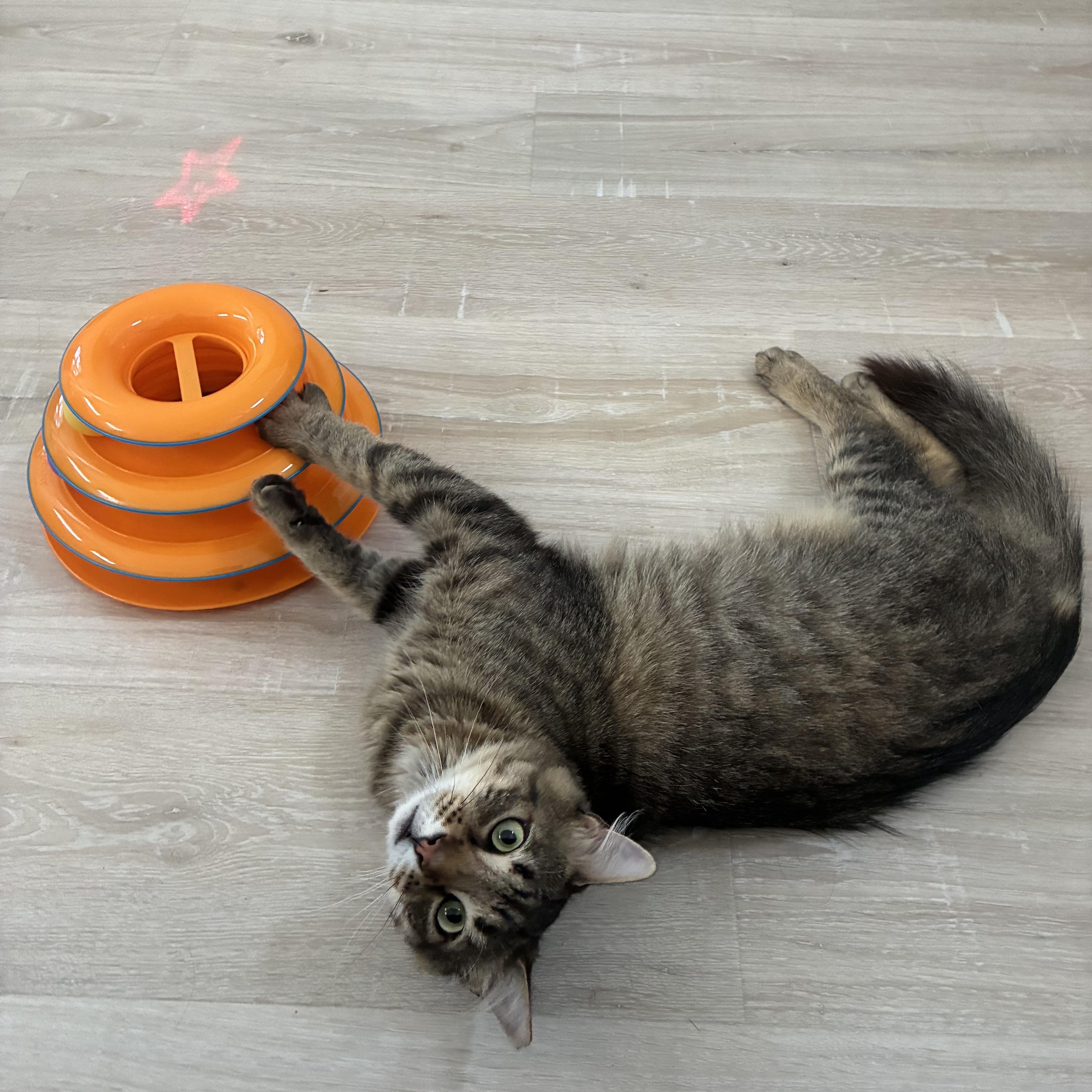 Enlarge Frank, a ADOPTABLE Tabby in Independence, OH image 3/4