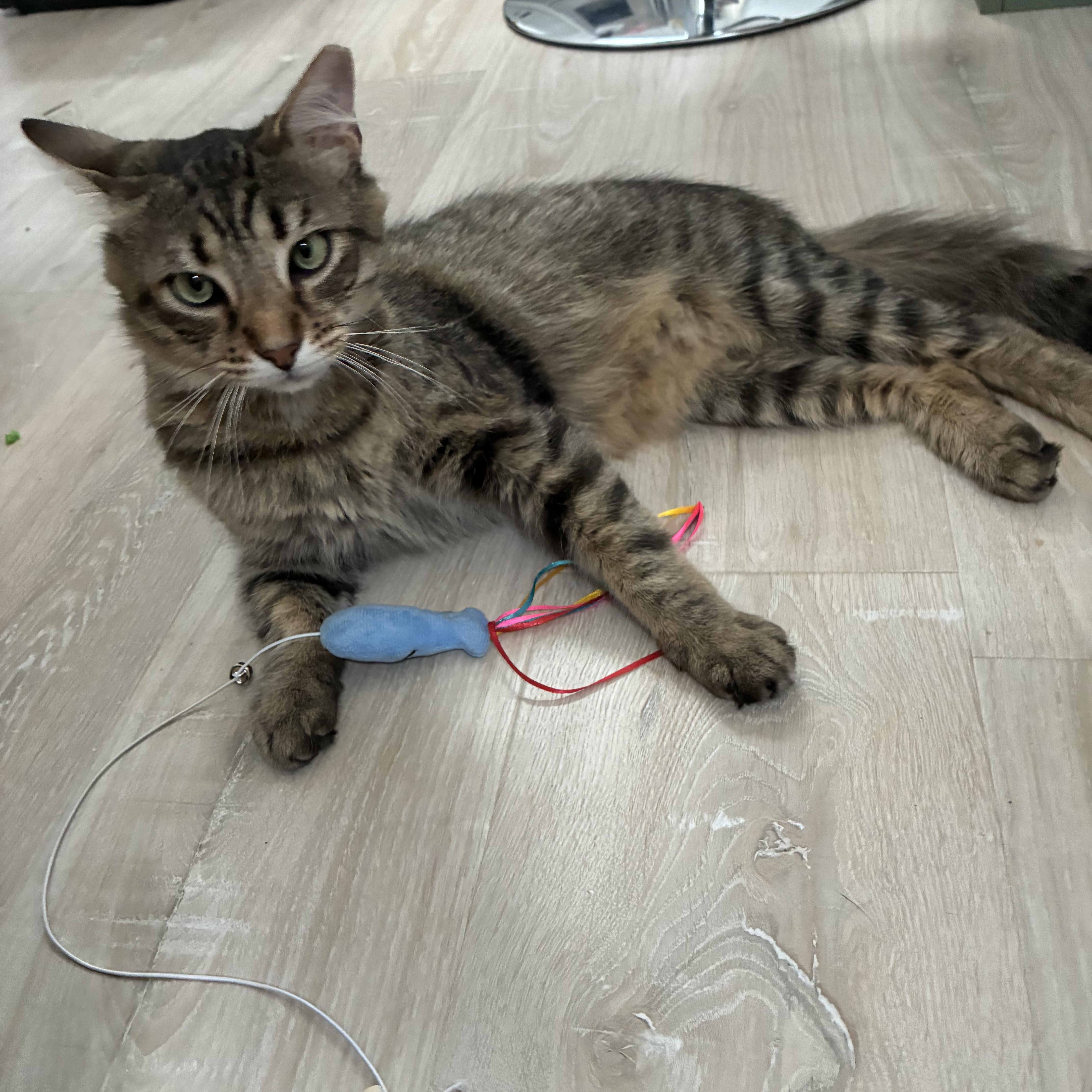 Enlarge Frank, a ADOPTABLE Tabby in Independence, OH image 2/4