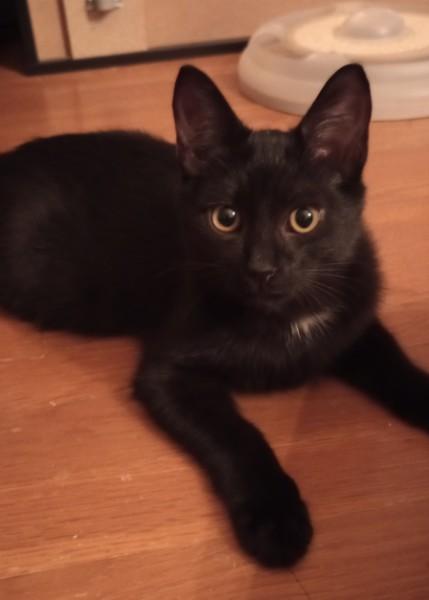 Beau, an adoptable Domestic Short Hair in Duluth, GA image 1/3