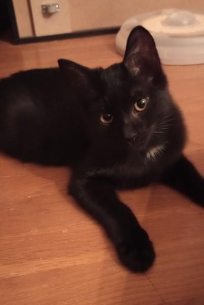 Beau, an adoptable Domestic Short Hair in Duluth, GA image 2/3