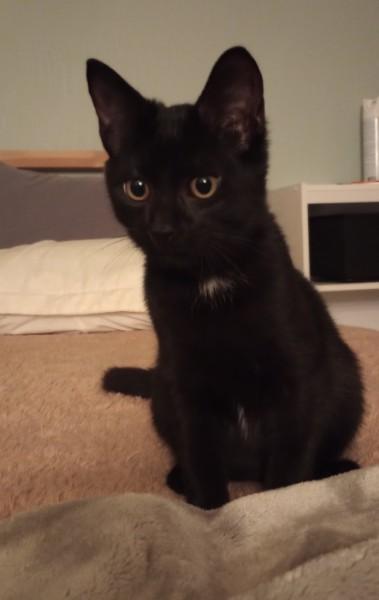 Beau, an adoptable Domestic Short Hair in Duluth, GA image 3/3