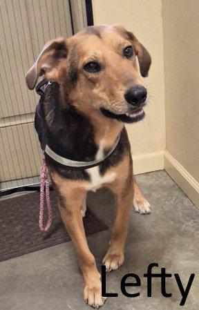 Enlarge Lefty, a Adoptable mixed breed in Mountain View, AR image 1/2