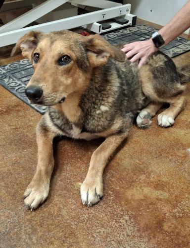 Lefty, Adoptable, Young Male Shepherd & Hound.
