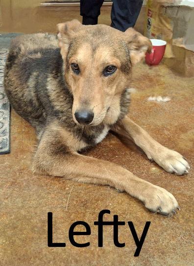 Lefty, a Adoptable mixed breed in Mountain View, AR image 2/3