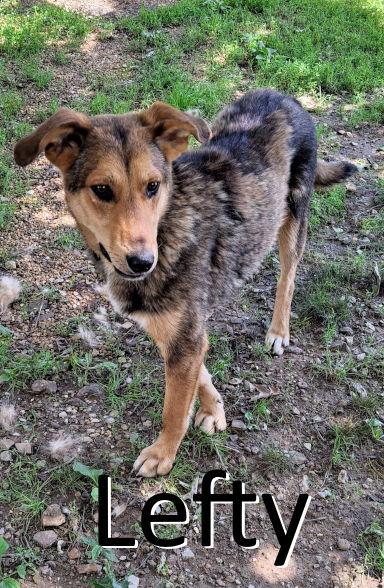 Lefty, a Adoptable mixed breed in Mountain View, AR image 3/3