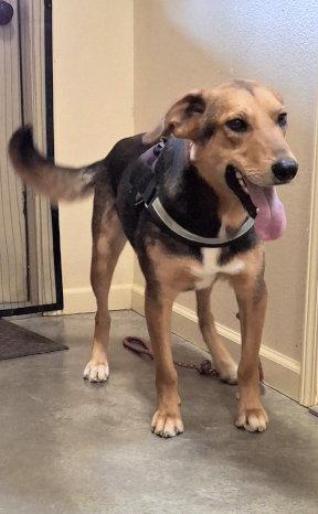 Enlarge Lefty, a Adoptable mixed breed in Mountain View, AR image 2/2