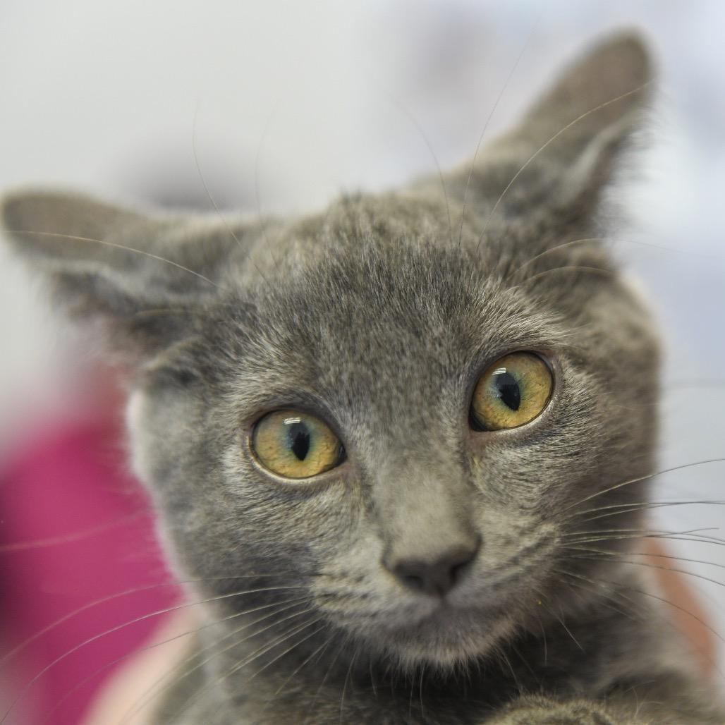 Enlarge Toffee (brown collar), a Adoptable Domestic Short Hair in Redwood City, CA image 2/3