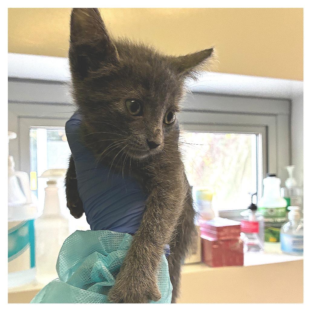 Enlarge Toffee (brown collar), a Adoptable Domestic Short Hair in Redwood City, CA image 3/3