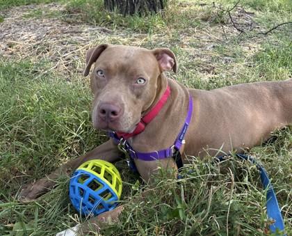 Enlarge Kaisen, a Adoptable mixed breed in Washington, DC image 2/3