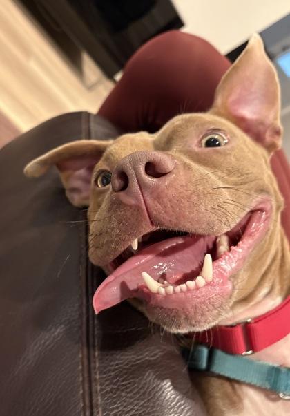 Kaisen, Adoptable, Young Female Mixed Breed & Mixed Breed.