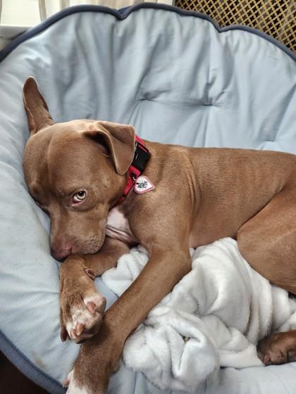 Kaisen, Adoptable, Young Female Mixed Breed & Mixed Breed.